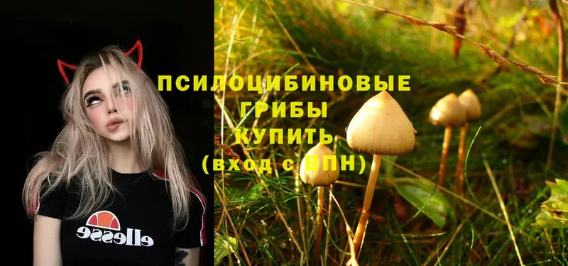 Галлюциногенные грибы Psilocybine cubensis  это официальный сайт  Балашов 